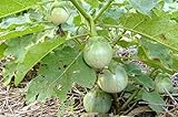 Thai Eggplant Seeds 