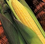 TomorrowSeeds - Kandy Korn Yellow Sweet Corn Seeds - 90+ Count Packet - Red Purple Husk EH Hybrid Untreated Golden Early Harvest Non GMO photo / $8.80 ($0.10 / Count)