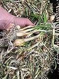 Onion Bulbs for Spring Planting - Walla Walla Onion Sets of 30 Pcs Yellow Onion Bulbs for Planting 2022 - Sweet Onion Plants for Spring Onion Seeds - Organic Onion Bulbs for Planting Harvest in 90 Day photo / $15.98 ($0.53 / Count)