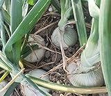 Vidalia Sweet Onion Seeds 120+ Pieces Non-GMO 110/170 Days Spring/Fall Garden photo / $8.00 ($0.07 / Count)