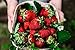 photo Albion Everbearing Strawberry Bare Roots Plants, 25 per Pack, Hardy Plants Non GMO…