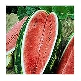 David's Garden Seeds Fruit Watermelon Allsweet 1429 (Red) 50 Non-GMO, Heirloom Seeds photo / $3.45