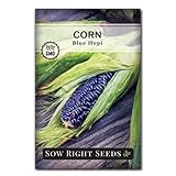 Sow Right Seeds - Blue Hopi Corn Seed for Planting - Non-GMO Heirloom Packet with Instructions to Plant and Grow an Outdoor Home Vegetable Garden - Great for Blue Corn Flour - Wonderful Gardening Gift photo / $4.99