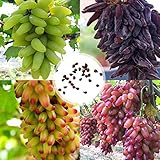 Blumensamen Pflanzensamen 100Pcs/Bag Traubenkerne starke Vitalität natürliche umweltfreundliche Georgic Grape Fruit Seeds für Obstgarten - Traubenkerne foto / 2,99 €