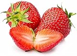 Strawberry Seeds for Planting in Your Indoor or Outdoor Garden: Non-GMO,Non-Hybrid,Heirloom and Organic (100PCS) photo / $9.95