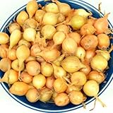 Yellow Onion Sets Stuttgarter Onion Bulbs 50-60 Bulbs 8 oz photo / $8.95 ($1.12 / Ounce)