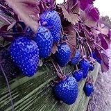 MITRAEE 100pcs Blue Strawberry Fruit Seeds photo / $9.90