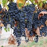 50 / Bag Traubenkerne Bonsai Obst Schwarz Traubenkerne Zwerg Trauben Baum Einfach Wachsen Japanischen Zwerg Obst Für Hausgarten Pflanzen foto / 10,99 €