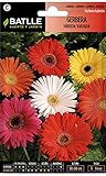 Gerbera HIBRIDA Variada foto / 1,88 €