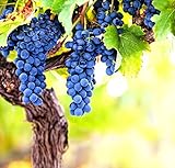 Wine Grape Vine Seeds for Planting - 100+ Seeds - Ships from Iowa, USA photo / $9.09 ($0.09 / Count)