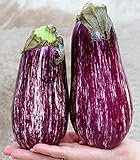 Aubergine Gestreift - Eierfrucht - 50 Samen foto / 1,60 €