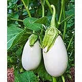 Cloud Nine Hybrid Eggplant Seeds (30+ Seed Package) photo / $4.19