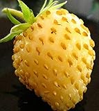 David's Garden Seeds Fruit Strawberry Yellow Wonder 3119 (Red) 50 Non-GMO, Open Pollinated Seeds photo / $4.45