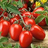 Semilla de fruta fresca con 80pcs / bolsa Semilla de tomate rara Intolerante frío Fruta jugosa Nutritiva Semilla de tomate rara para plantar Garden Yard Home Landscaping foto / 0,01 €