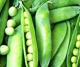 50 Lincoln Pea Seeds | Non-GMO | Fresh Garden Seeds photo / $6.95