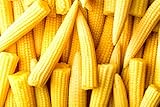 Japanese Baby Corn Seeds for Planting - 20 Seeds - Great on Salads or as Garnish photo / $8.98 ($0.45 / Count)