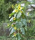 15 Seeds (PKD) King Kong Sunflower photo / $20.00