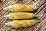 Sugar Buns Hybrid Corn Seeds photo / $5.99