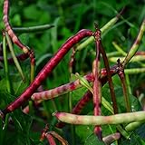 Top Pick Brown Crowder Pea/Cowpea- 50 Seeds - Heirloom & Open-Pollinated Variety, USA-Grown, Non-GMO Vegetable Seeds for Planting Outdoors in The Home Garden, Thresh Seed Company photo / $7.99