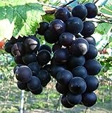 Natural Fruit Seeds Kyoho Grapes Seeds 30Pcs photo / $7.89