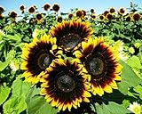 12+ Seeds Sunflower : Pro Cut (BTL) Bicolor Sunflower Fresh photo / $26.00