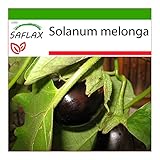 SAFLAX - Berenjena - 20 semillas - Con sustrato estéril para cultivo - Solanum melonga foto / 4,45 €