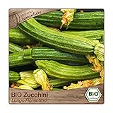 Samenliebe BIO Zucchini Samen alte Sorte Lungo Fiorentino nussige italienische Zucchini gerippt sternförmig gestreift hellgrün 10 Samen samenfestes Gemüse Saatgut für Gewächshaus Freiland und Balkon foto / 3,59 €