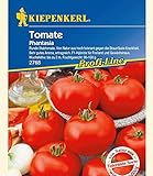 Kiepenkerl Tomaten 'Phantasia' F1,1 Portion foto / 6,42 €