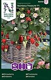 Nelson Garden 1933, Erdbeere, Rainbow Treasure F1, Samen (Erdbeere, Einzelpackung) foto / 4,95 €