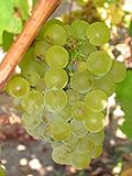 Vitis vinifera Chardonnay WINE GRAPE Seeds! photo / $12.20