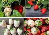 Double The Color Strawberry Duo Packet - 100 Red Straberry Seeds + 100 White Strawberry Seeds to Plant photo / $10.92 ($0.11 / Count)