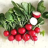 500+ Radish Seeds- Cherry Belle Radish photo / $4.39