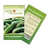 Salat- und Einlegegurke Delikateß Samen - Cucumis sativus - Gurkensamen - Gemüsesamen - Saatgut für 10 Pflanzen foto / 1,99 € (0,20 € / stück)