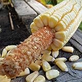 Pencil Cob Corn - 1 OZ ~130 Seeds - Non-GMO, Open Pollinated, Heirloom, Vegetable Gardening Seeds photo / $9.89