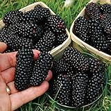 Semillas zarzamora, 200pcs / bag Negro Frambuesas Semillas Semillas dulce nutritivo delicioso Negro frambuesa fruta para regalo ideal jardinería al aire libre foto / 0,01 €