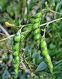 50 Organic Gandules, Pigeon Peas (Cajanus cajan) Seeds photo / $9.95 ($0.20 / Count)