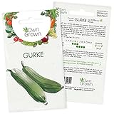 Gurken Samen: Premium Gurken Saatgut für ca. 20 Gurken Pflanzen – Gemüse Samen – Samen Gemüse – Gemüse Pflanzen Samen für Gemüse Anzucht – Gurke Samen – Gurkenpflanzen für Gewächshaus von OwnGrown… foto / 2,35 € (0,12 € / stück)