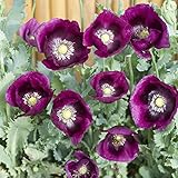 300 Lauren's Grape Poppy Flower Seeds photo / $7.49