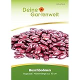 Buschbohnen Augusta Samen - Phaseolus vulgaris - Buschbohnensamen - Gemüsesamen - Saatgut foto / 2,99 €