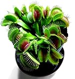 Mars Venus Flytraps Strong Healthy Mature Venus Flytrap Neon Green Original Classic Venus Fly Trap Live Plant photo / $29.00