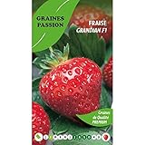 Graines passion Beutel mit Samen Erdbeer-Grandian F1 foto / 5,50 €