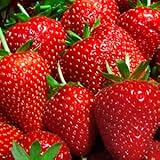 9GreenBox Albion Strawberry Plants Organic Grown 20 Bare Root Crowns Day Neutral Non-GMO photo / $14.19 ($0.71 / Count)