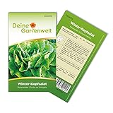 Winter-Kopfsalat Maiwunder Samen - Lactuca sativa - Winter-Kopfsalatsamen - Gemüsesamen - Saatgut für 500 Pflanzen foto / 1,99 € (0,00 € / stück)