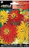 Zinnia gigante flor Dalia CACTUS foto / 1,88 €