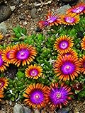 Perennial Farm Marketplace Delosperma 'Fire Spinner' (Ice Plant) Groundcover, 1 Quart, Bright Orange Petals with Purplish-Pink Centers photo / $9.46