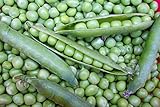 Willet's Wonder English Pea - Very Prolific and Tasty! Green Sweet Peas!!!!Mmmmm(100 - Seeds) photo / $7.69 ($0.08 / Count)