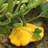 strimusimak 5 unids Squash Squash Semillas Stimbing Vines Garden Plant Semillas Semillas Vegetales Para Home Garden Siembra al aire libre Semillas de calabaza foto / 3,26 €