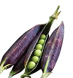 Burpee Purple Podded Pea Seeds 200 seeds photo / $9.36 ($0.05 / Count)