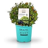 BrazelBerry 'BerryBux' Blaubeere , im 6 Liter Topf , kugelige Buchsbaum-Figur mit zahlreichen kleinen Beeren , Heidelbeere , winterhart , Obst für Garten, Terrasse, Balkon oder Kübel foto / 23,99 €