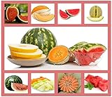 Heirloom Fruit Seeds- Non Hybrid- Real Survival Seeds. Honeydew Green Melon, Banana Melon, Honey Rock Cantaloupe, Watermelon Crimson Sweet, Sugar Baby Watermelon Seeds, Hales Best Jumbo Melon,Non GMO photo / $19.99